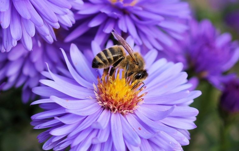 Landesregierung legt Papier zum Volksbegehren „Rettet die Biene“ vor